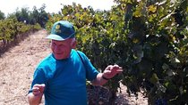 Private wine tour of Northern Israel