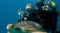 Try Scuba Diving in a turtle area (boat)