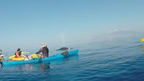 Makena Whale Watching and Snorkel