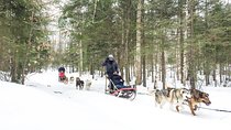 Dog Sledding Adventure from Toronto Private Tour