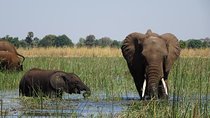 Chobe Day Trip Botswana