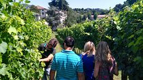 Euganean Hills Wine Tour