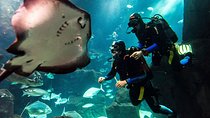 Diving in the Madeira Aquarium