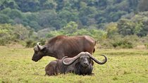 6 Days Tanzania Safari- Tarangire, Serengeti, Ngorongoro, Manyara