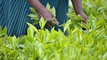 Excursion to Kiambethu Tea Farm