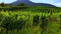 Tour of Sorrento Exploration+Wine Tasting with Lunch on Mt. Vesuvius (Full Day)