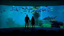 Palma Aquarium with return bus from Port Alcudia