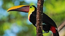 Esquipulas Bird watching Tour - Top Rainforest birding experience