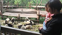 Half-Day Chengdu Panda Research Base Private Tour