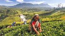 5-Day Sri Lanka Central Highlands Tour
