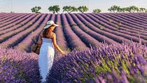 Provence and Lavender - private & Guided Full Day Tour