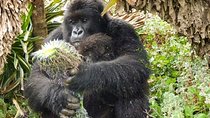 2 Days Rwanda Gorilla Trekking Safari