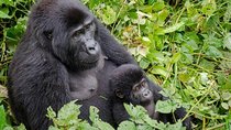 Gorilla Tracking & Batwa Culture Experience
