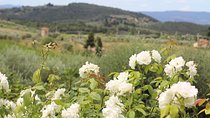 Fabulous Tuscany—organic wine & cheese tour—max 8 pp