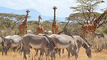 7 Day Maasai Mara, Lake Nakuru, Lake Naivasha and Samburu Safari 