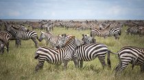 3-Day Classic Serengeti Safari