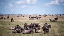 8 Days Great Wildebeest Calving Migration Safari from Arusha