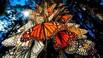 7 Day-Monarch Butterfly Ecofriendly Tour in Mexico 