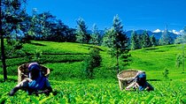 Nuwara Eliya tour from Colombo ( 2 Days )