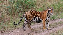 Sariska Tiger Reserve Tour Of India
