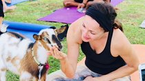 Goat Yoga with Miniature Goats In Maui