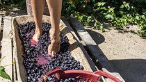 Private Grape stomping in Chianti from Florence