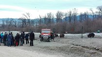 LiBEARty - the Brown Bear Sanctuary from Zarnesti