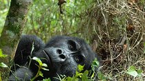 6-Day Uganda Gorilla Adventure (Fly-in)