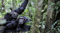 8-Day Classic Uganda Primates & Wildlife Tour