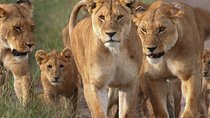 4 Days Small Group Maasai Mara and Lake Nakuru Safari 