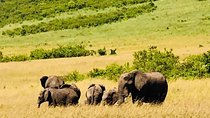 8 Days Group Masai Mara, Manyara , Serengeti and Ngorongoro