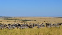7 days itinerary touring Masai Mara, Nakuru, Amboseli, both Tsavo ending Mombasa