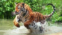 Delhi to Ranthambore Daily Tiger Safari Tour