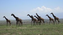 4 Days, 3 Nights Group budget Safari, Lake Manyara, Serengeti, Ngorongoro