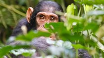 3 Days Chimpanzee Trekking Safari in kibale