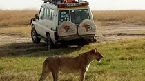 4 Days Affordable Tanzania Budget Safari