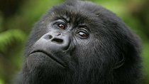 Gorilla Trekking - 4 Days Uganda