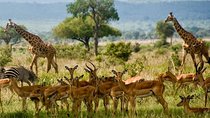 2 Days Short and Exciting Mikumi National Park Safari