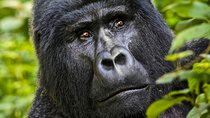 5 days gorilla & Wildlife safari in Uganda