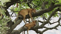 8 days Uganda Primate & Wildlife safari tour