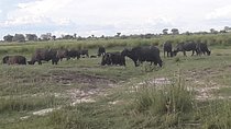 Chobe Day Trip Starting From Victoria Falls