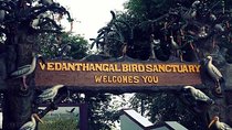 Visit to Vedanthangal Bird Sanctuary from Chennai