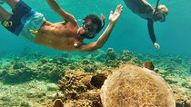 Oahu Circle Island: Snorkel with Turtles & Explore Turtle Beach
