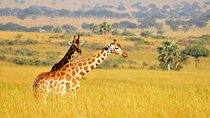 2 Day - Murchison Falls National Park Big 5 Safari