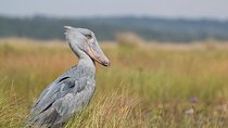 1 day Mabamba (Shoebill) bird watching tour - Shoebill & canoe tour