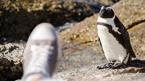 Half day am or pm Boulders Beach & Penguins with visit to Cape Point Great tour