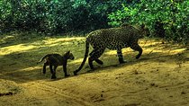 All inclusive Private safari at Wilpattu National park from Negombo