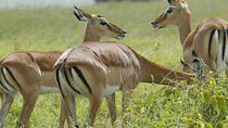  3 Days 2 Nights Group Joining Serengeti and Ngorogoro Safari