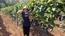 Wine tasting and magical tour from Kotor, Budva, Tivat (Lovcen,Skadar lake)