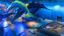 Whales Of Iceland Admission Ticket